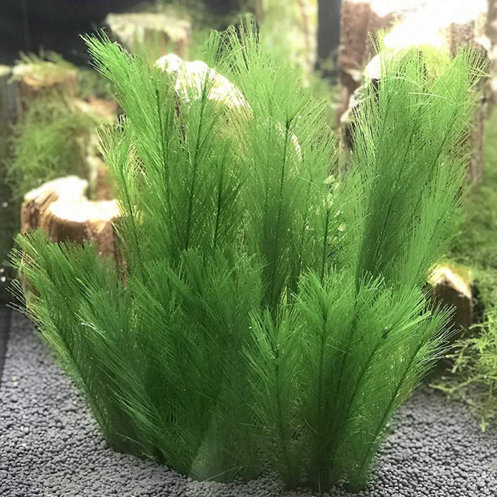 Live Plant Aquarium - 1/3 buah 28-40 cm tangki ikan
