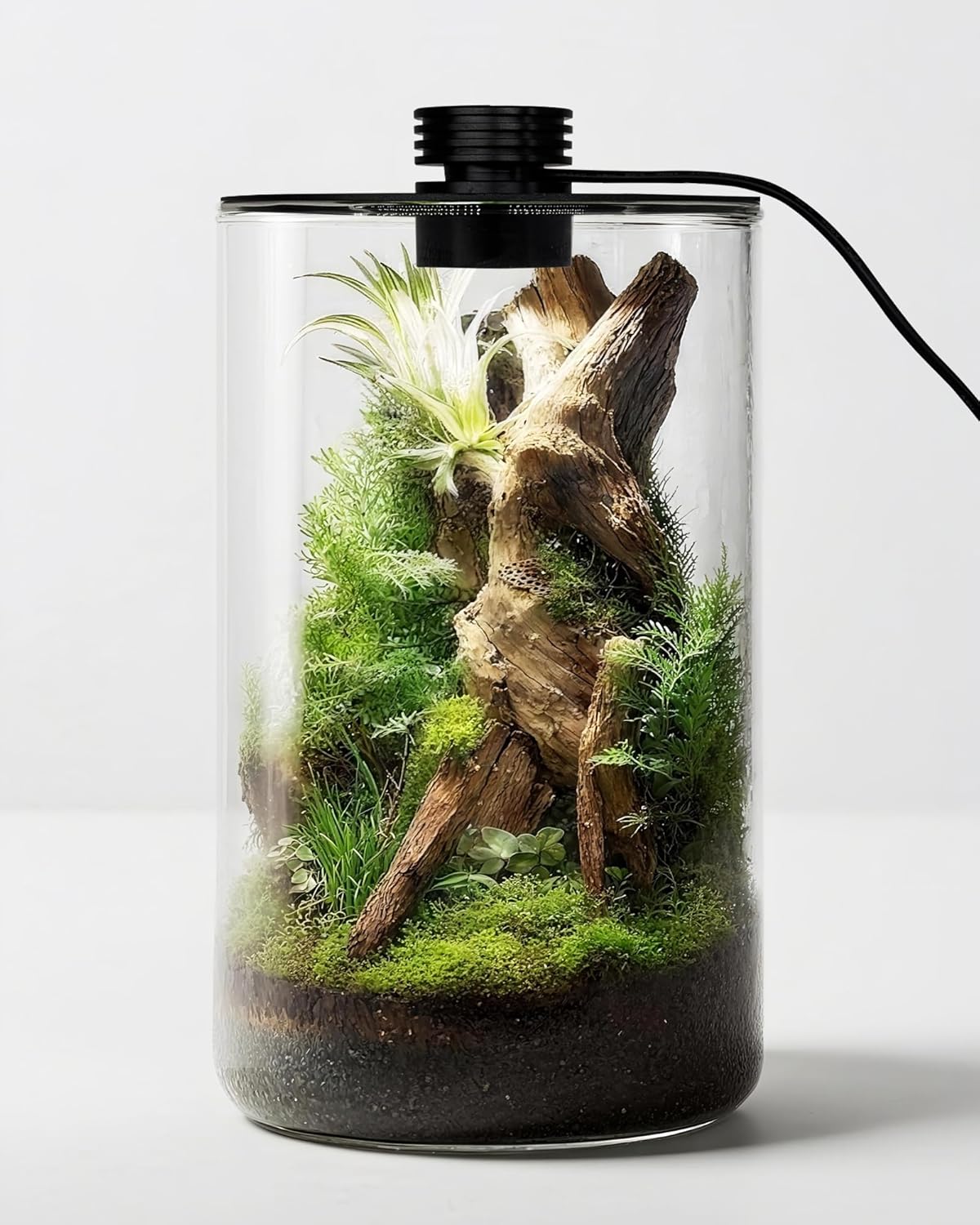 Planted Tank - Terarium Kaca Dalam Ruangan dengan Lampu