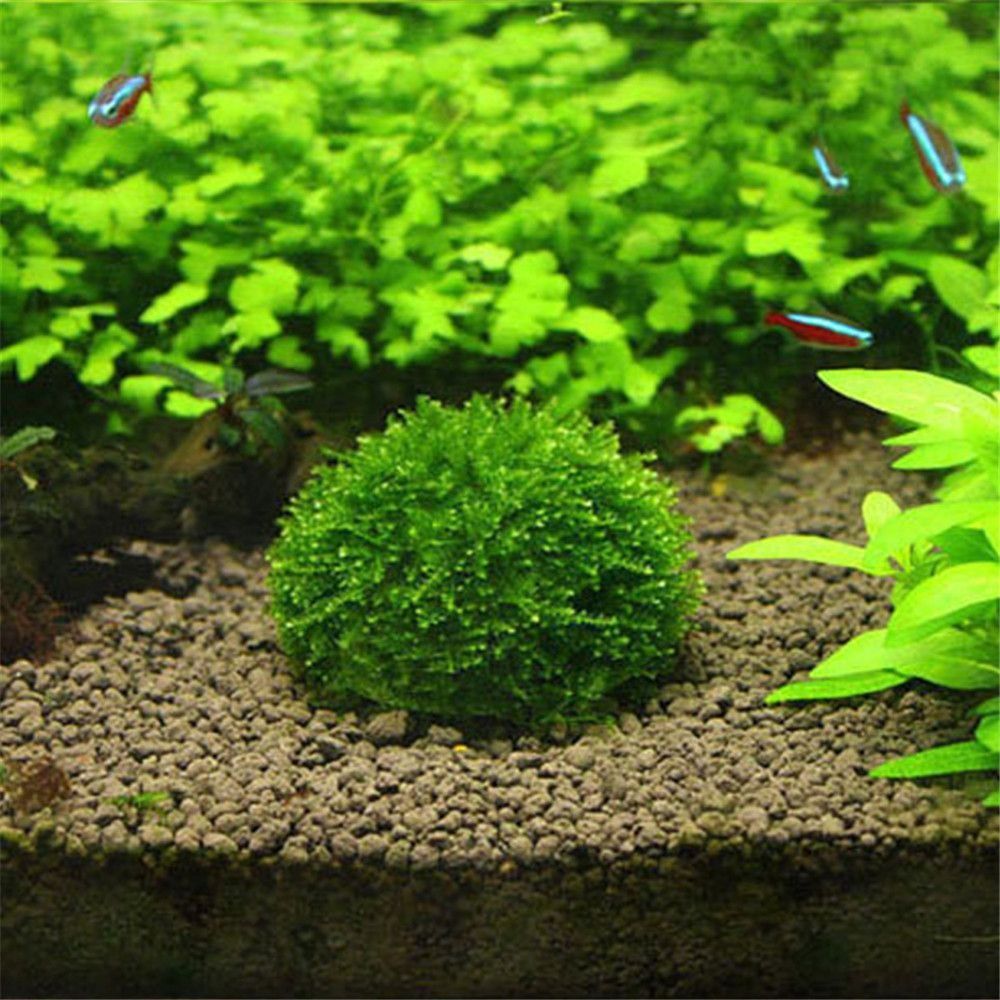 Aquarium Plants Live - Bola Lumut Marimo Putih Setengah Lingkaran