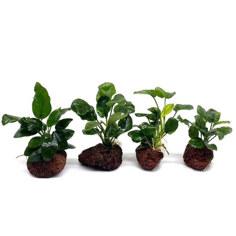 Dekorasi Akuarium Vulkanik Tan - Live Plant Aquarium ulasan dan harga