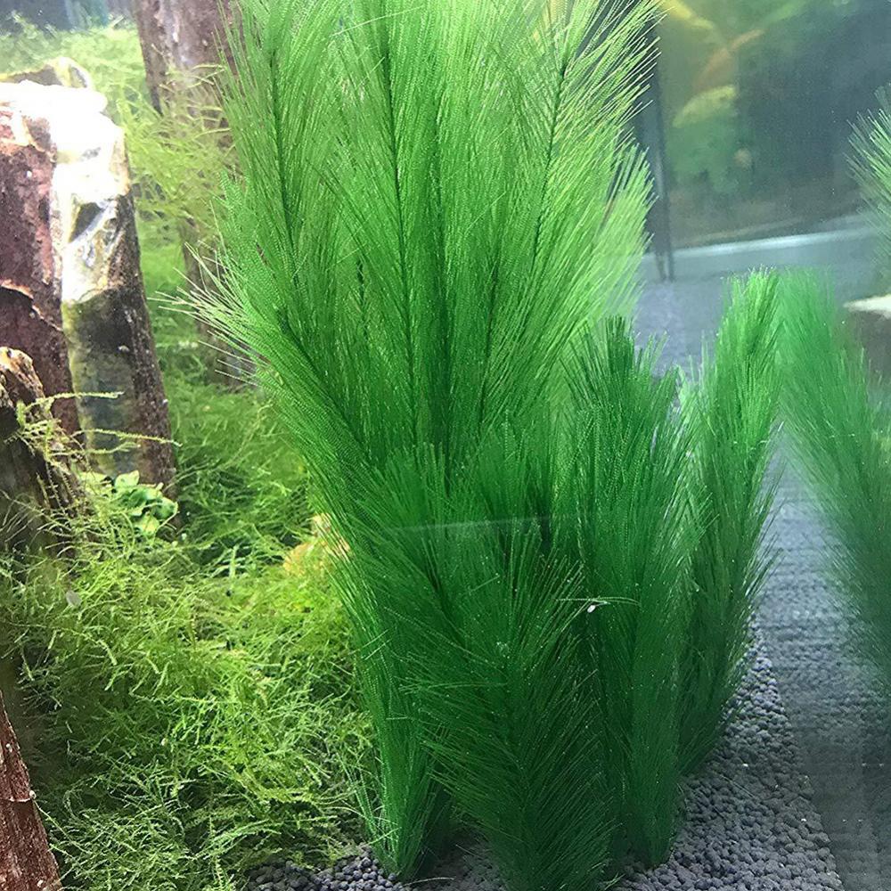 1/3 buah 28-40 cm tangki ikan  - Live Plant Aquarium ulasan dan harga