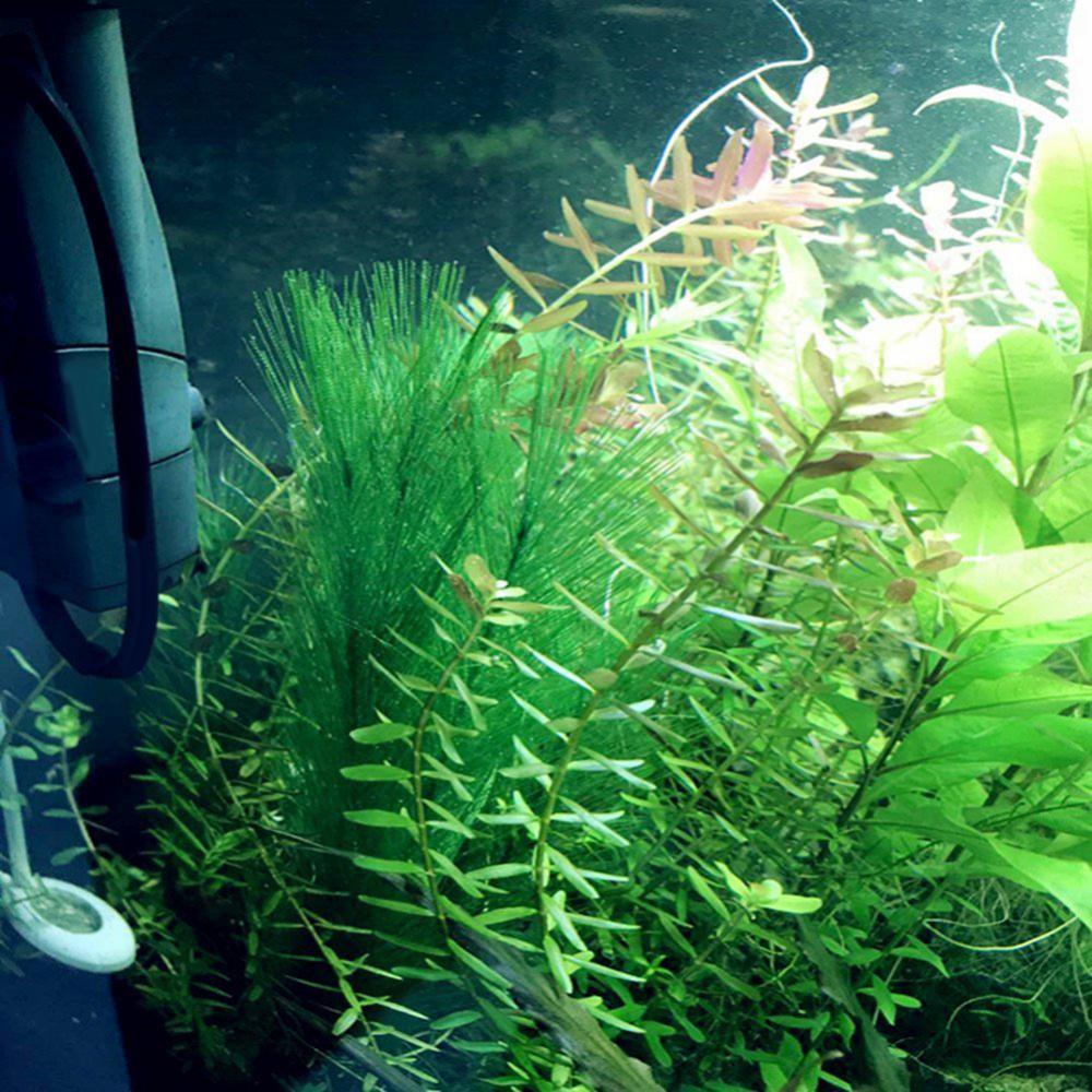 1/3 buah 28-40 cm tangki ikan  - Live Plant Aquarium ulasan dan harga