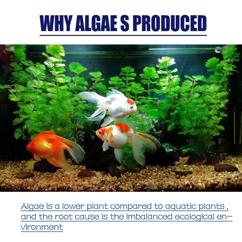 50g Algaecide Efisiensi Tinggi - Planted Aquarium Algae Control ulasan dan harga