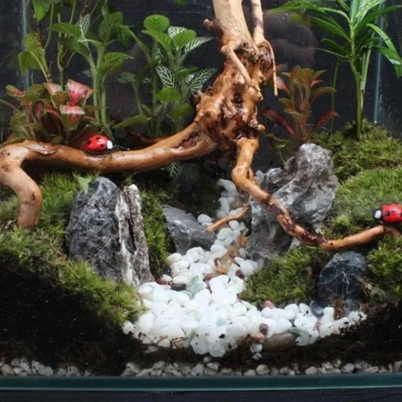 Pohon alami kayu apung akuariu - Aquarium Moss ulasan dan harga