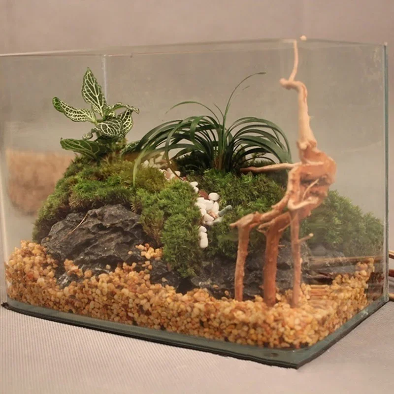 Pohon alami kayu apung akuariu - Aquarium Moss ulasan dan harga