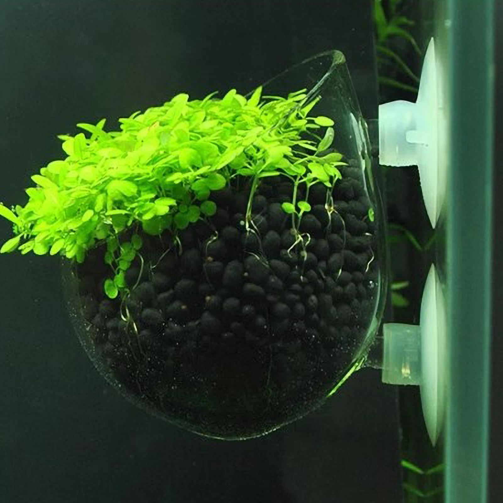 Tempat Tanaman Akuarium Kaca d - Aquarium Moss ulasan dan harga