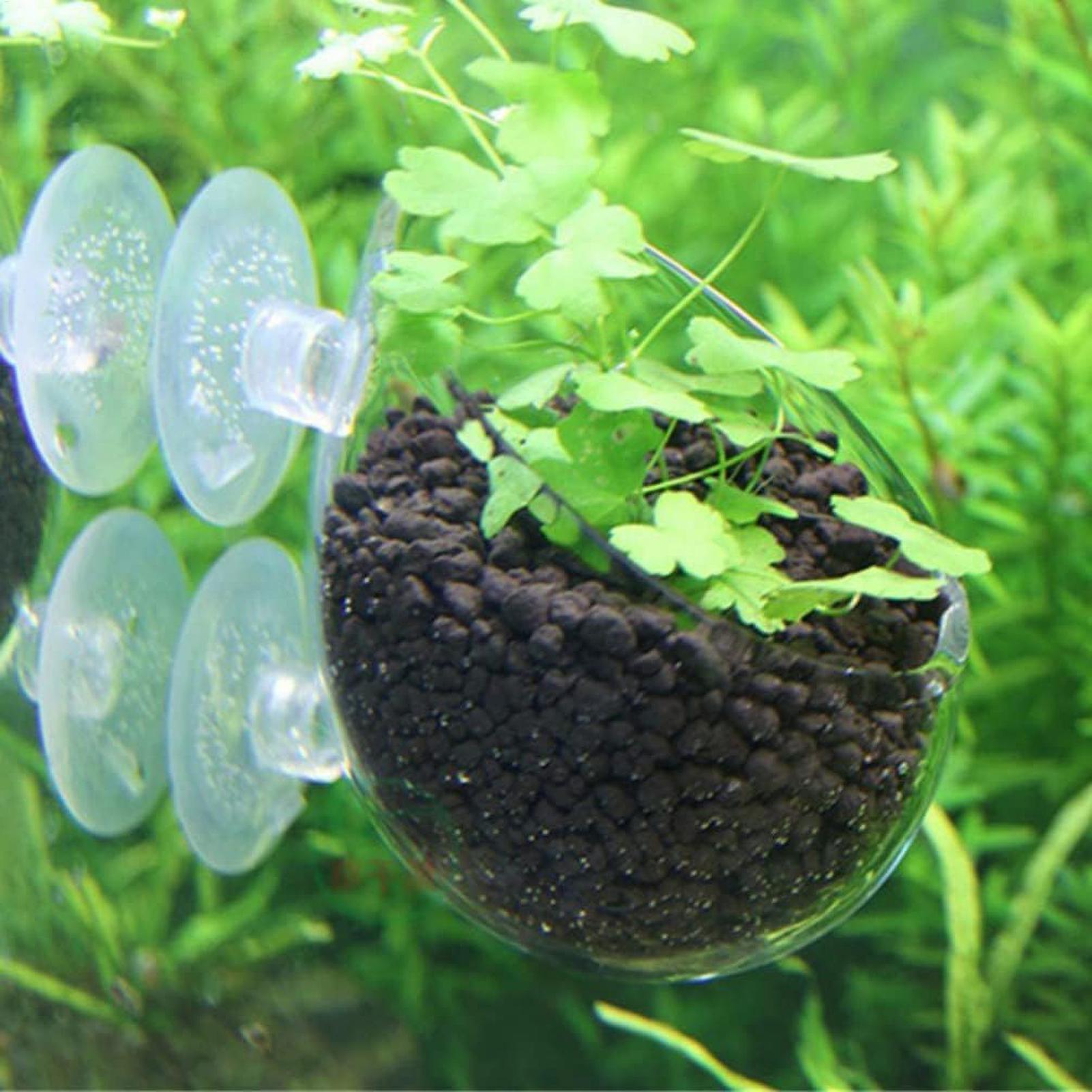 Tempat Tanaman Akuarium Kaca d - Aquarium Moss ulasan dan harga