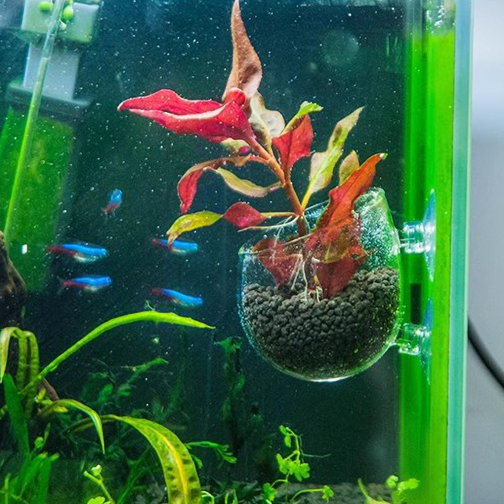 Tempat Tanaman Akuarium Kaca d - Aquarium Moss ulasan dan harga