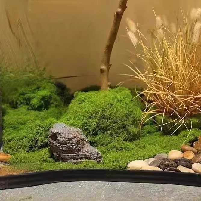 200G Rumput Lumut Kehidupan Ab - Aquarium Moss ulasan dan harga
