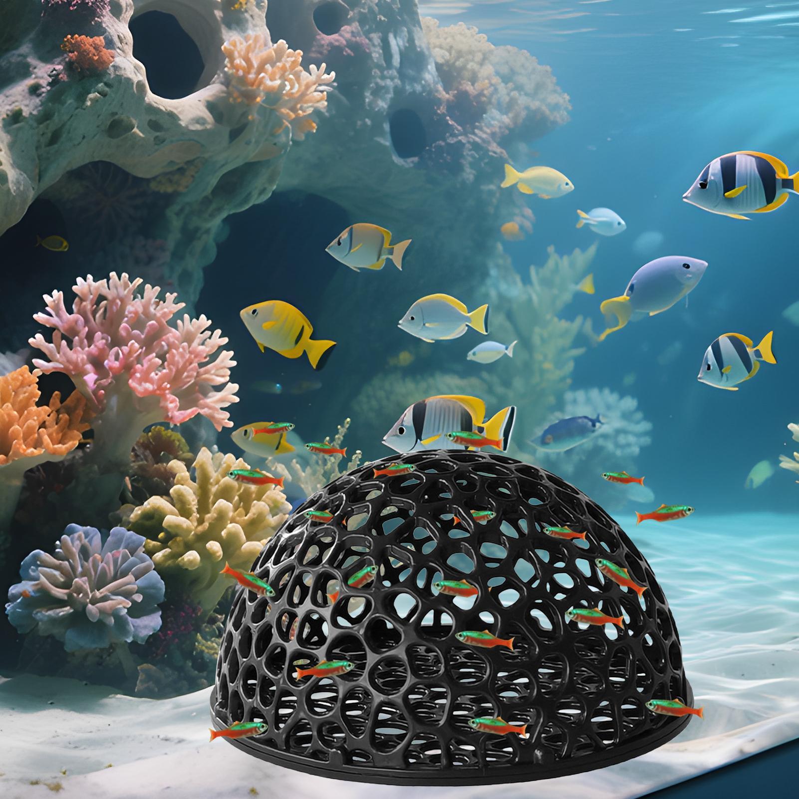 Tempat Persembunyian Tersembun - Aquarium Plants Live ulasan dan harga