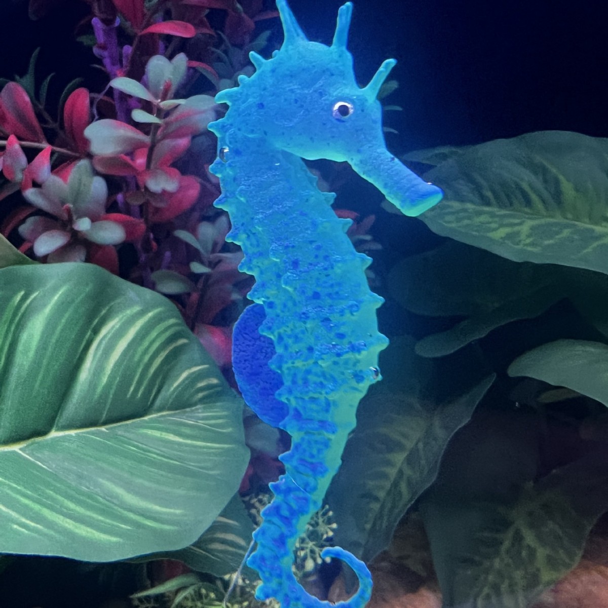 Dekorasi Akuarium Kuda Laut Be - Aquarium Plant Substrate ulasan dan harga