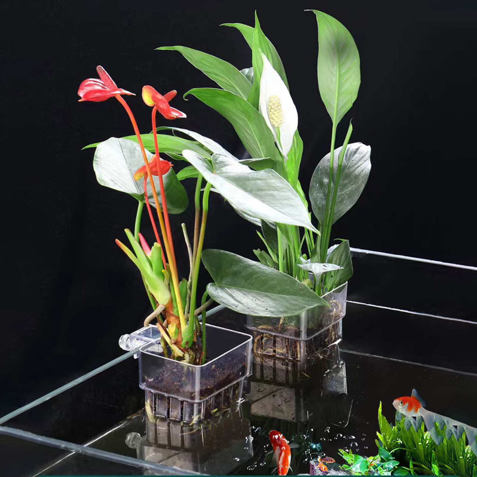 Wadah Tanaman Akrilik Transpar - Aquarium Plant Holder ulasan dan harga