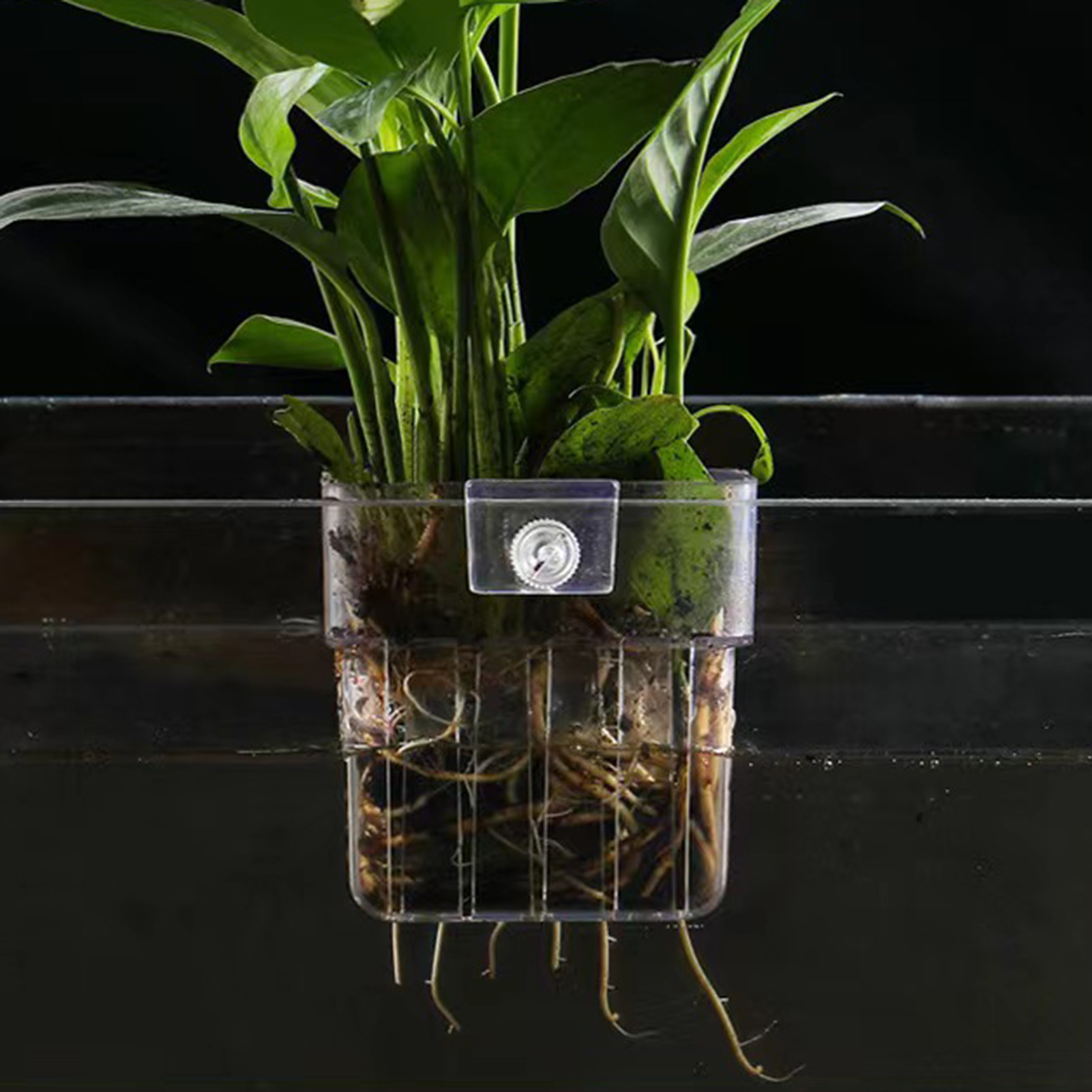 Wadah Tanaman Akrilik Transpar - Aquarium Plant Holder ulasan dan harga