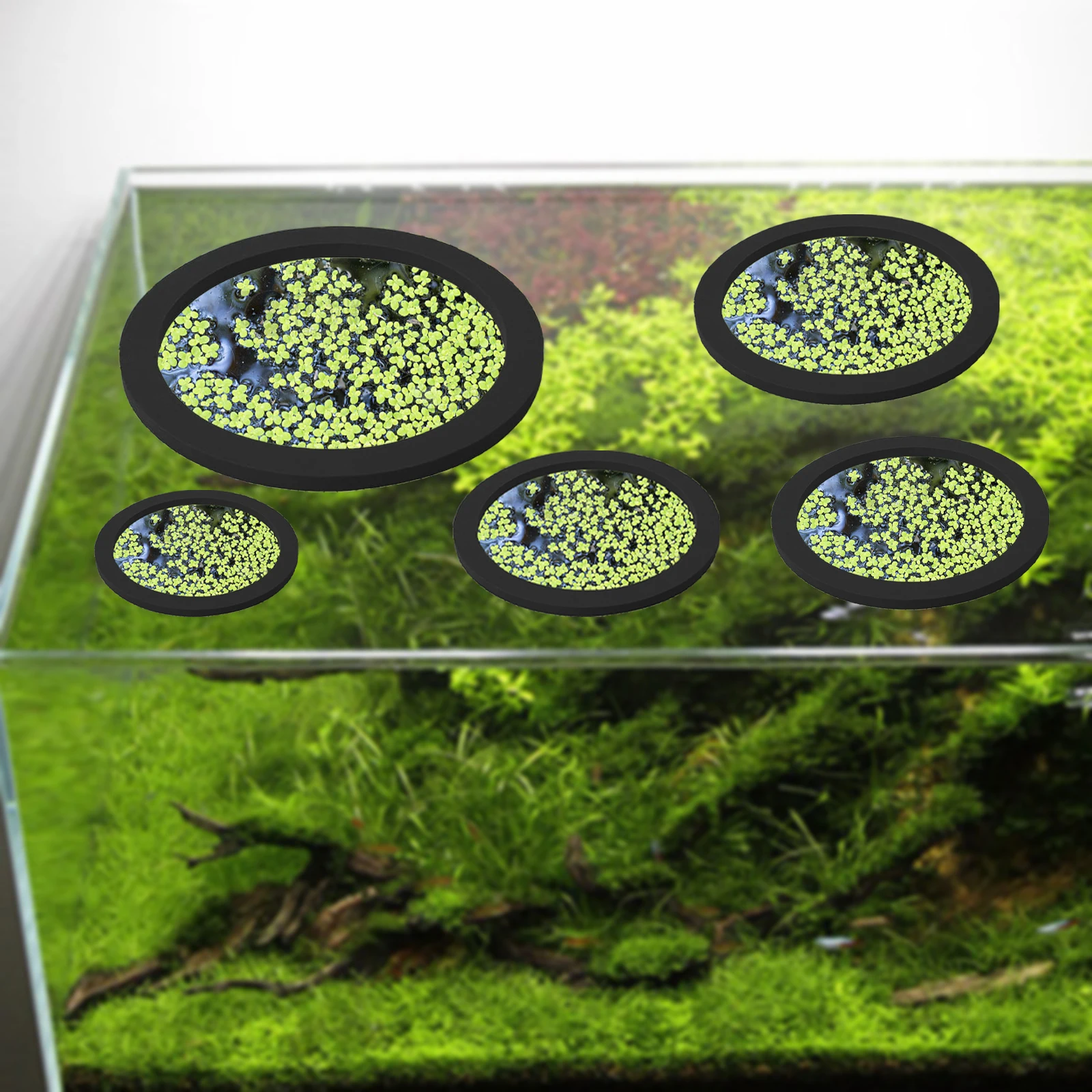 5 buah EVA cincin pemberi maka - Planted Tank ulasan dan harga
