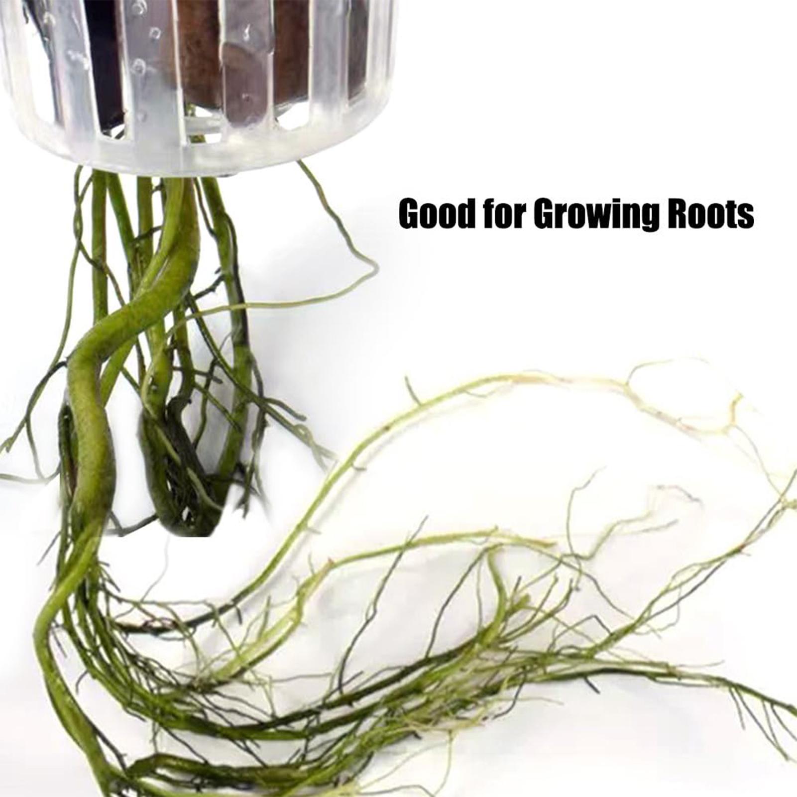 2 buah wadah tanaman akuatik y - Plant Aquarium Pot ulasan dan harga