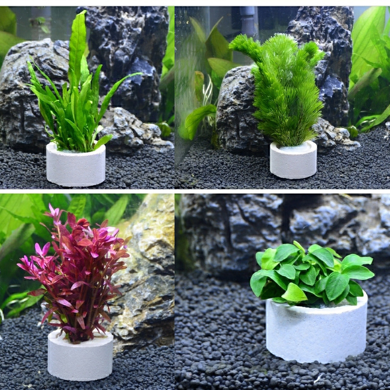 Dekorasi akuarium cincin keram - Plant Aquarium Pot ulasan dan harga