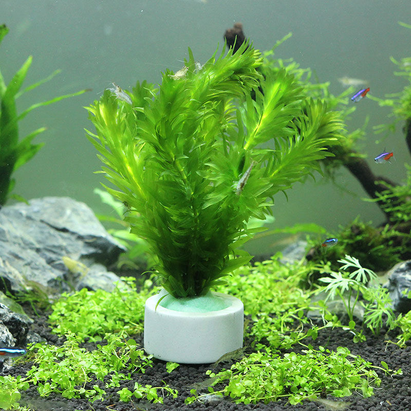 Dekorasi akuarium cincin keram - Plant Aquarium Pot ulasan dan harga