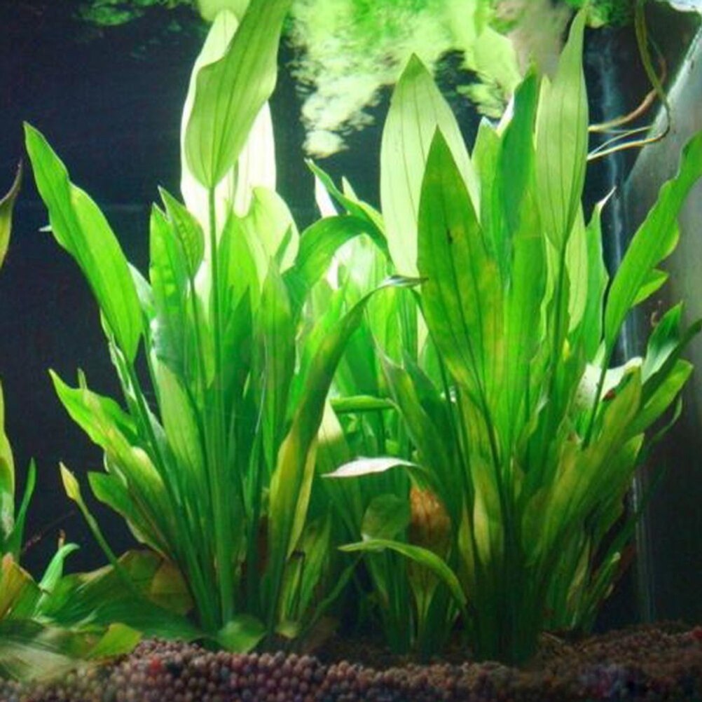 Tanaman dekorasi akuarium buat - Live Plant Aquarium ulasan dan harga