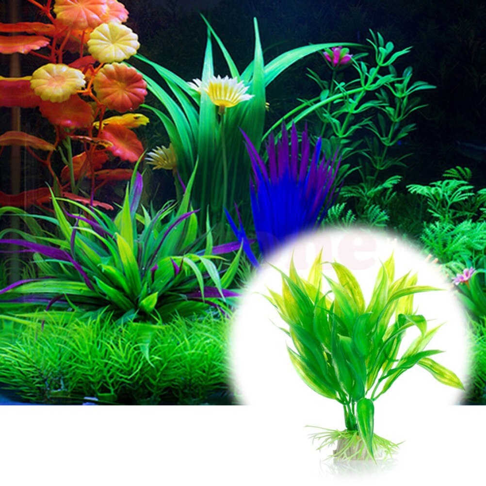 Tanaman dekorasi akuarium buat - Live Plant Aquarium ulasan dan harga