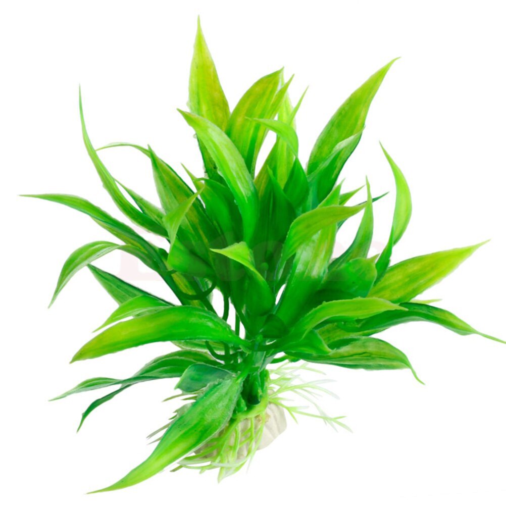 Tanaman dekorasi akuarium buat - Live Plant Aquarium ulasan dan harga
