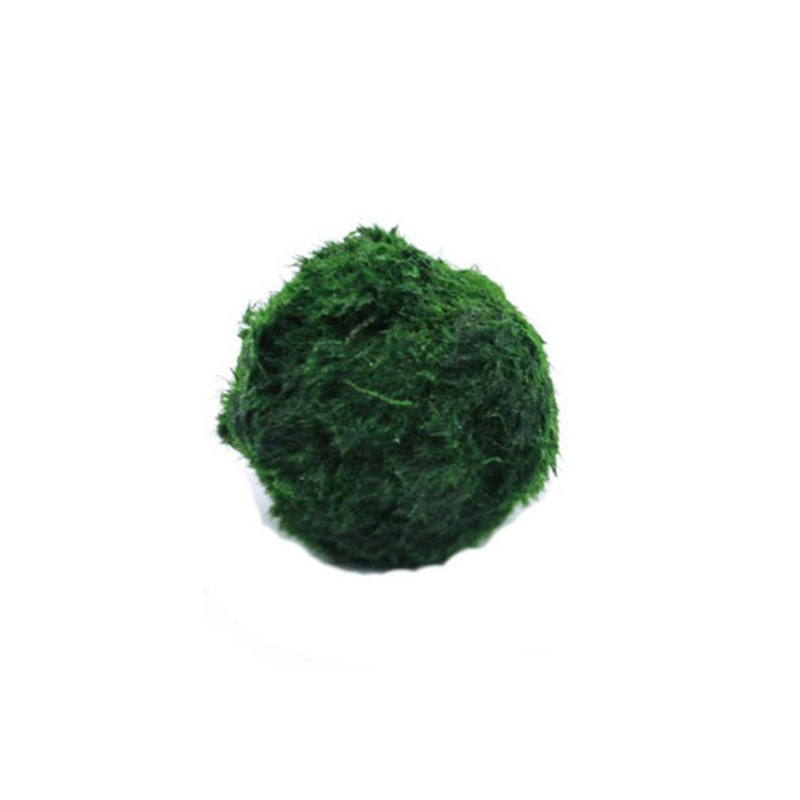 Bola Lumut Marimo Tanaman Akua - Live Plant Aquarium ulasan dan harga