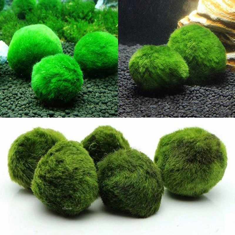 Bola Lumut Marimo Tanaman Akua - Live Plant Aquarium ulasan dan harga