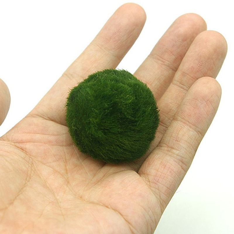 Bola Lumut Marimo Tanaman Akua - Live Plant Aquarium ulasan dan harga