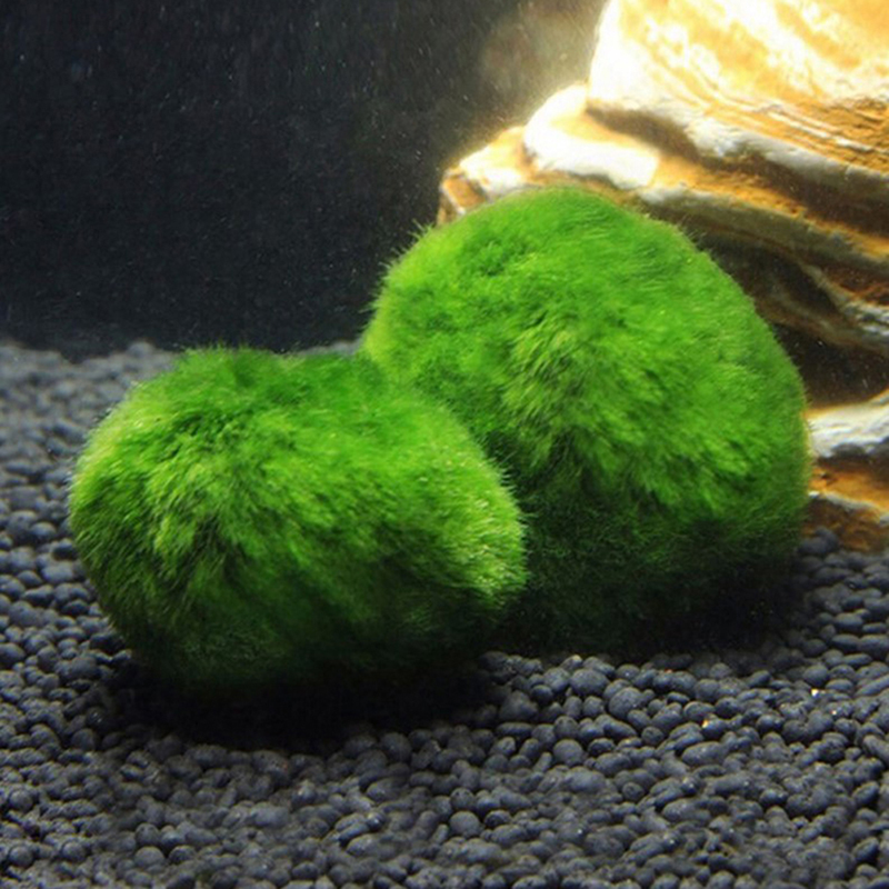 Bola Lumut Marimo Tanaman Akua - Live Plant Aquarium ulasan dan harga