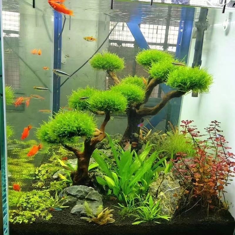 Aksesori Kerangka Pohon Lumut  - Aquarium Driftwood ulasan dan harga