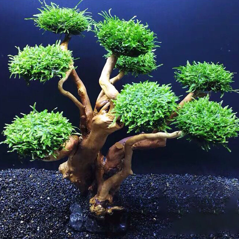 Aksesori Kerangka Pohon Lumut  - Aquarium Driftwood ulasan dan harga