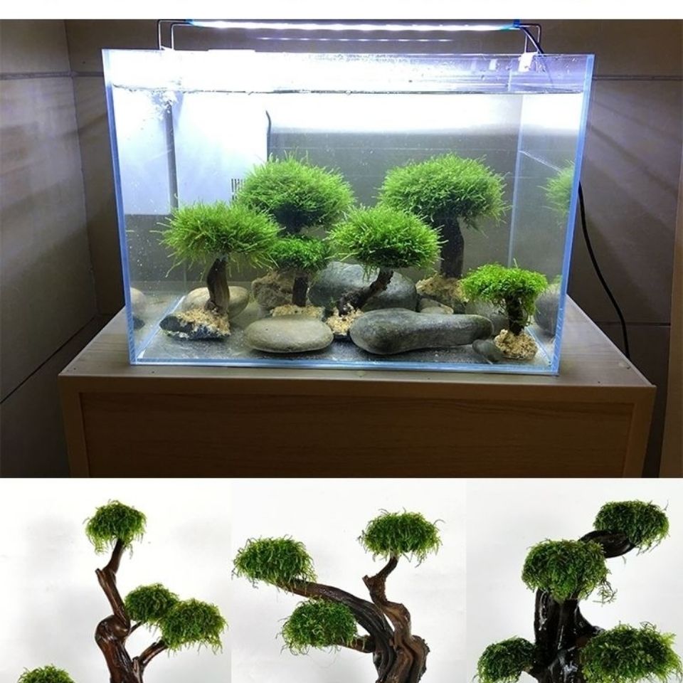 Aksesori Kerangka Pohon Lumut  - Aquarium Driftwood ulasan dan harga