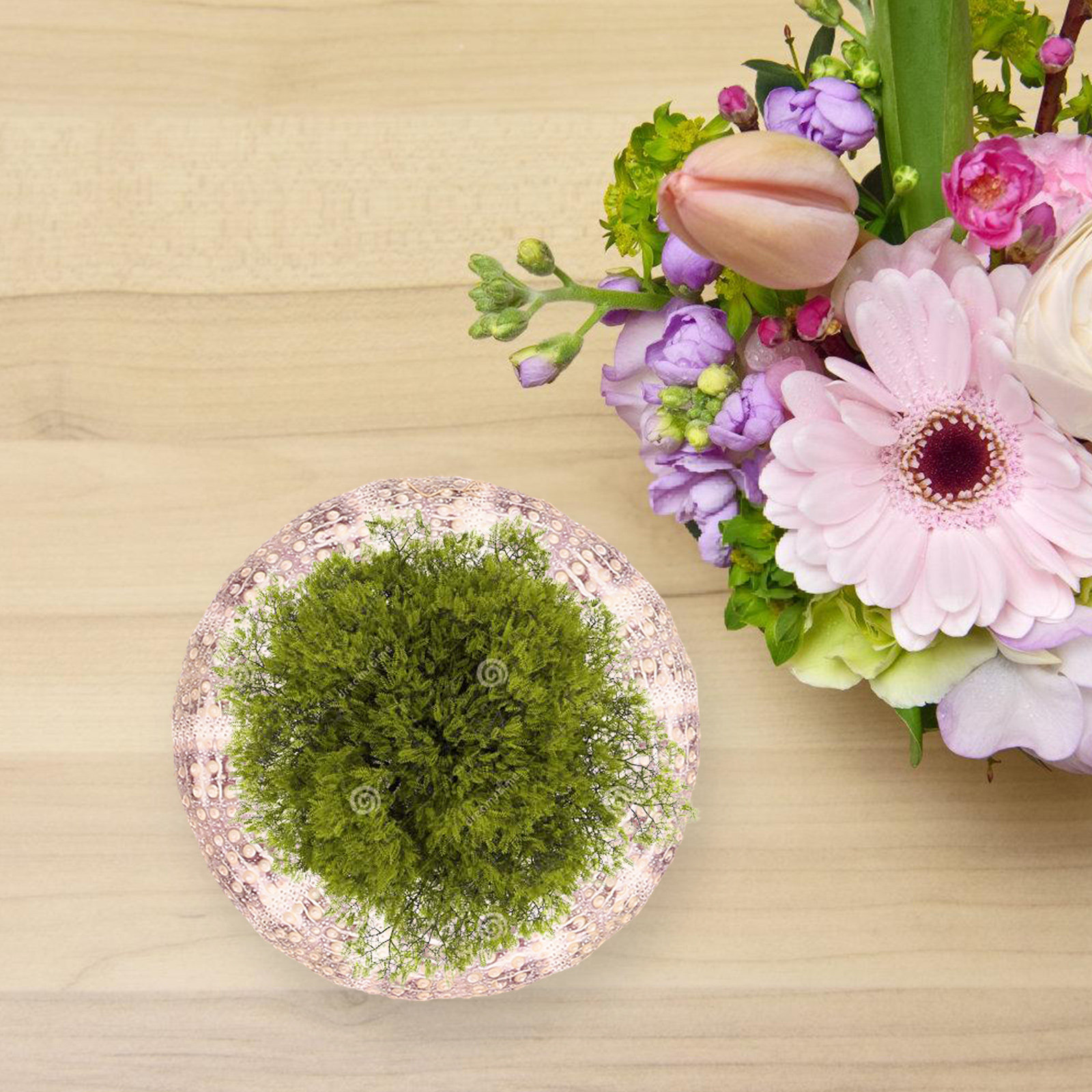 7 Buah Wadah Tanaman Udara Dek - Aquarium Plant Holder ulasan dan harga