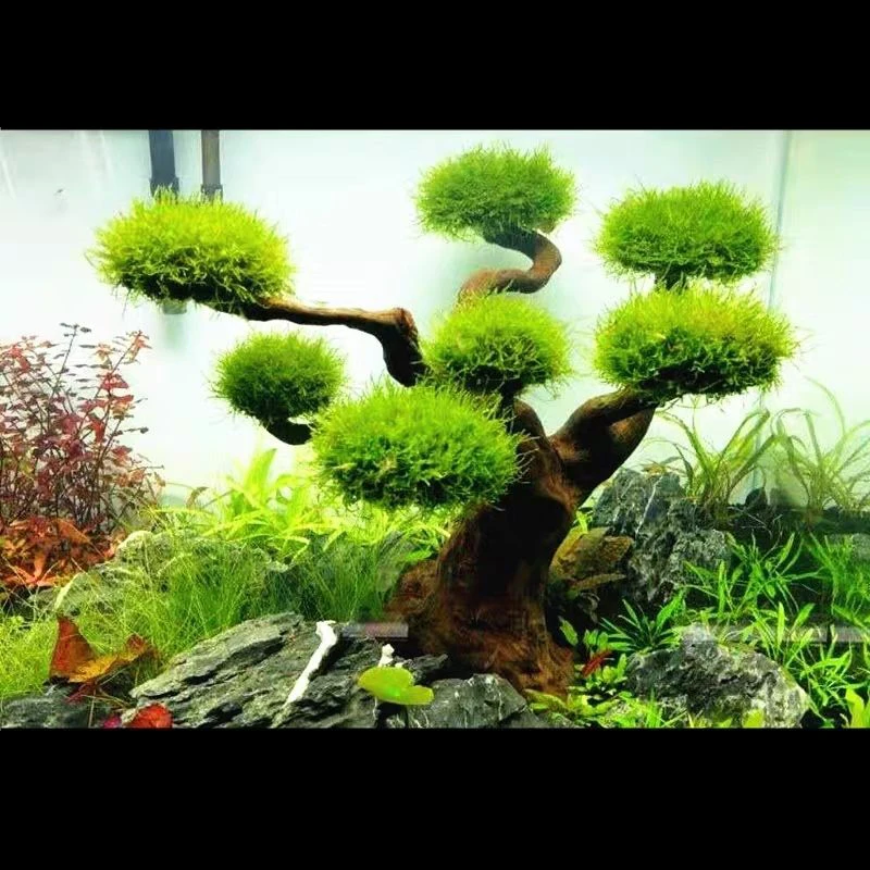 Akuarium Driftwood lansekap de - Aquarium Driftwood ulasan dan harga