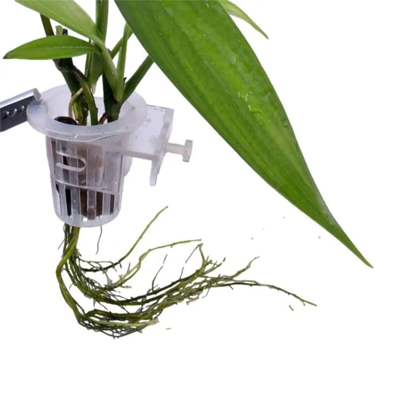 A7THK-2 Buah Wadah Tanaman Aku - Aquarium Plant Holder ulasan dan harga