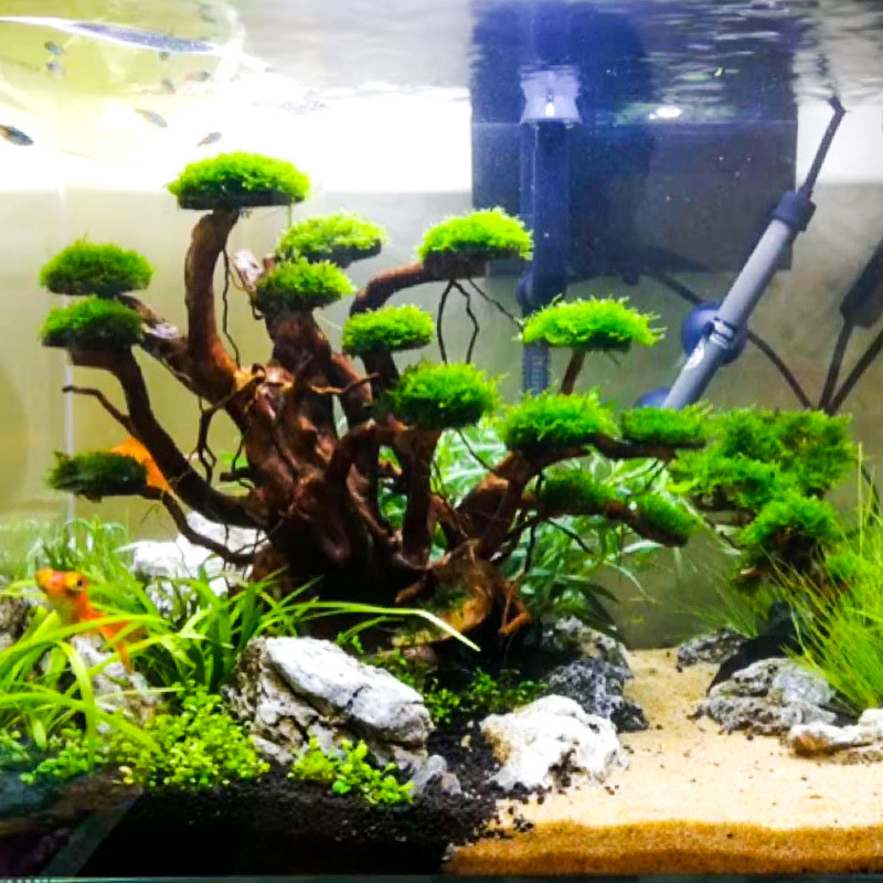 Dekorasi akuarium, hiasan poho - Aquarium Moss ulasan dan harga