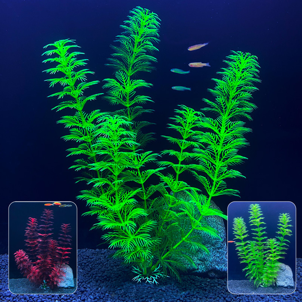 14cm - 30cm Tanaman Akuarium P - Live Plant Aquarium ulasan dan harga