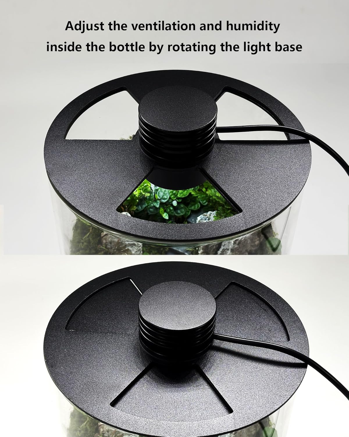 Terarium Kaca Dalam Ruangan de - Planted Tank ulasan dan harga