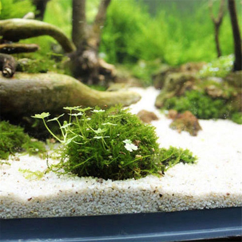 Bola Lumut Marimo Putih Seteng - Aquarium Plants Live ulasan dan harga