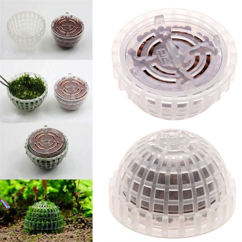 Bola Lumut Marimo Putih Seteng - Aquarium Plants Live ulasan dan harga