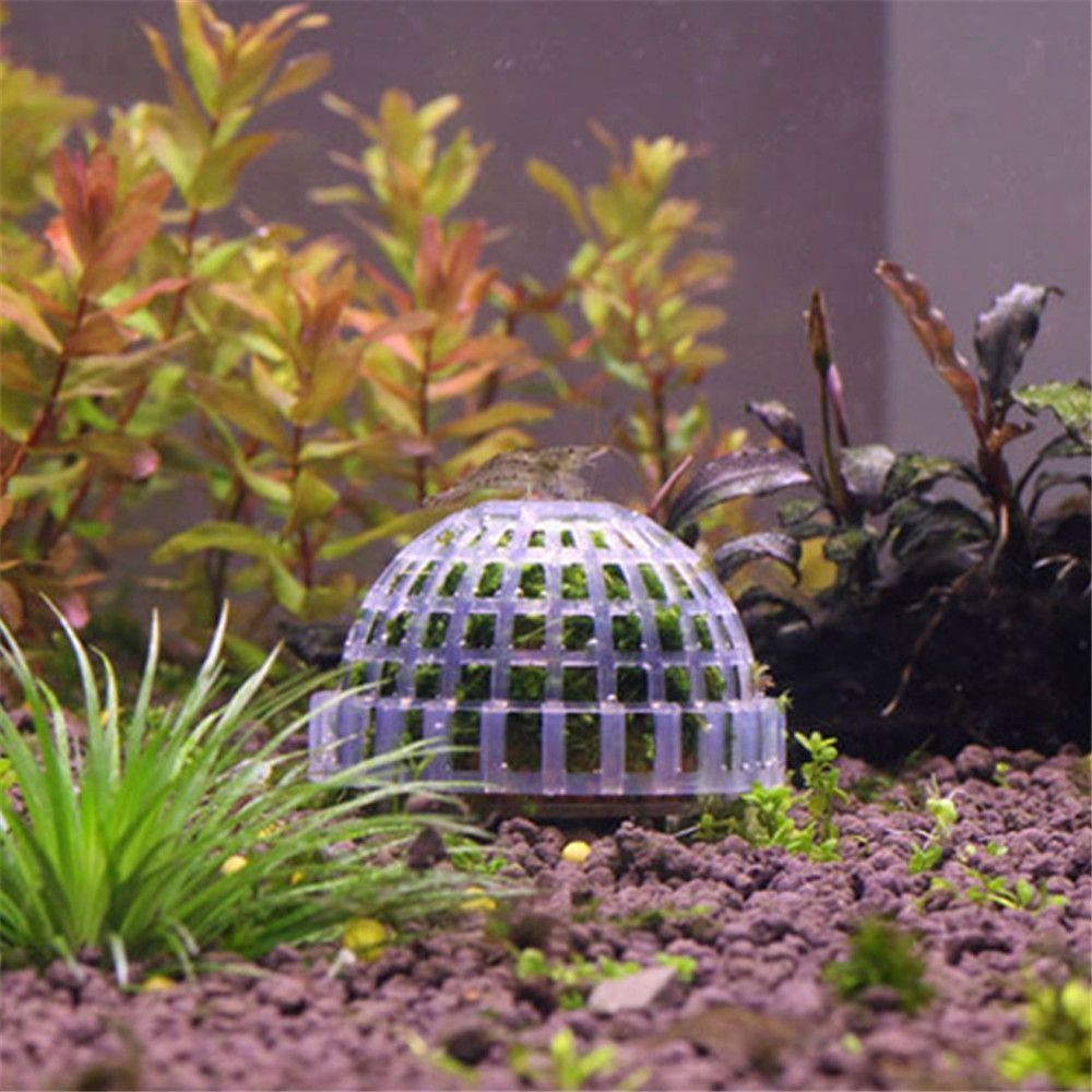 Bola Lumut Marimo Putih Seteng - Aquarium Plants Live ulasan dan harga