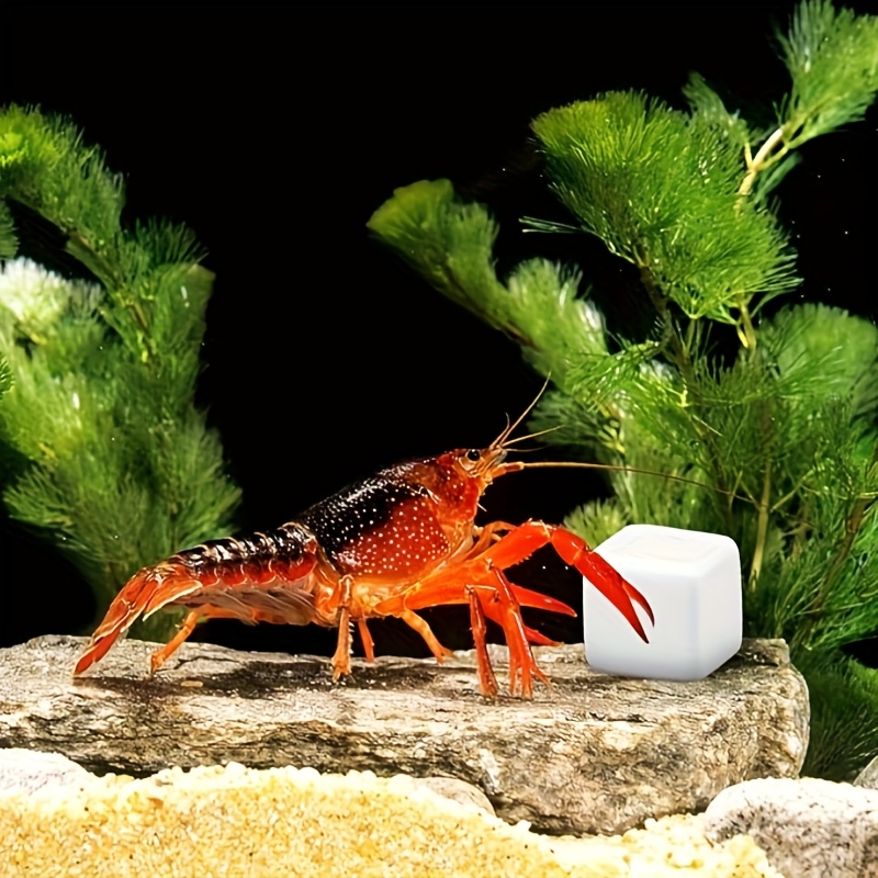 6 Buah Batu Kalsium untuk Akua - Aquarium Moss ulasan dan harga