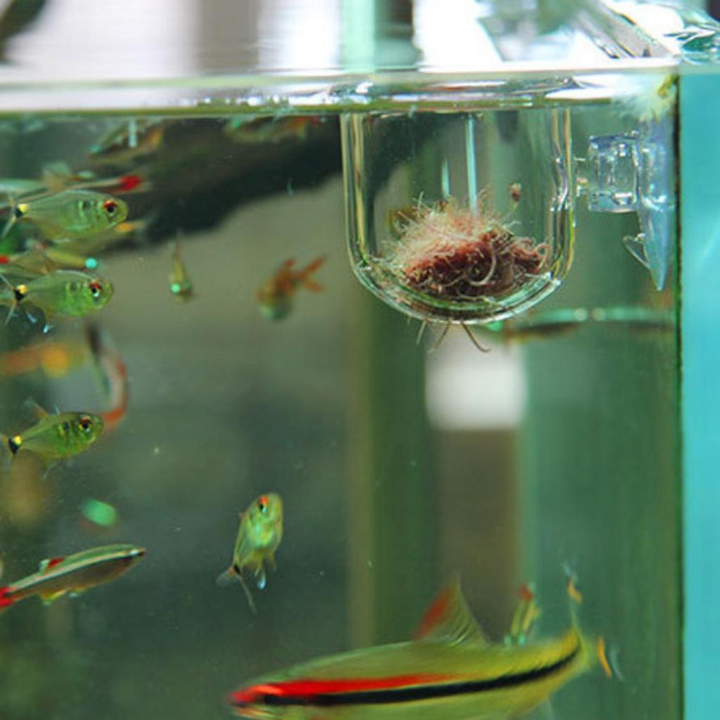 Keranjang Pemberian Makan Ikan - Live Plant Aquarium ulasan dan harga